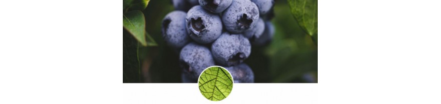 加拿大ATTITUDE 藍莓葉系列